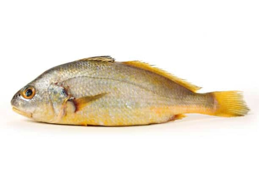 DingLu Yellow Crocker Fish 150/200 1kg | 鼎鹿 大黄鱼 150/200 1kg/袋