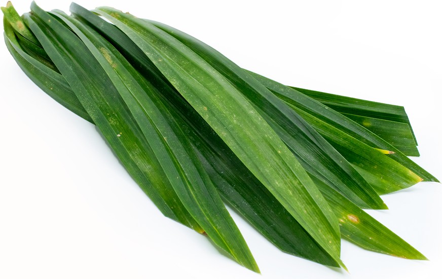 Fresh Thailand Pandan Leaf 100g/PKT | 新鲜 泰国 斑斓叶 100g/包