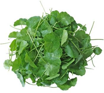 新鲜 泰国 雷公根 100g/包 | Fresh Thailand Pennywort Leaf 100g/PKT