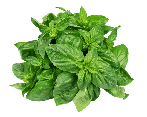 Tuore Thaimaasta Pyhä Basilika (Krapao) 100g/PKT