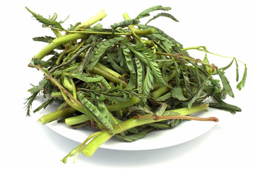 新鲜 泰国 水含羞草200g/包 | Fresh Thailand Water Mimosa 200g/PKT