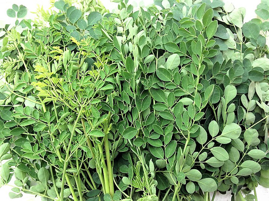 Fresh Thailand Moringa Olelfera Lamk 200g/PKT | 新鲜 泰国 辣木叶 200g/包