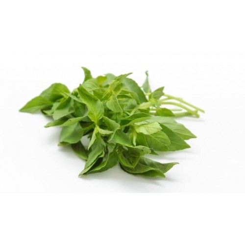 Fresh Hairy Basil 100g | 新鲜 罗勒 100g