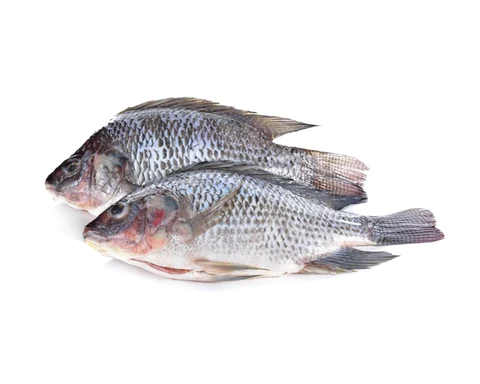 Black Tilapia G&S IWP 5/800 /kg Gross Weight | 黑色罗非鱼 /kg 含冰 毛重称重