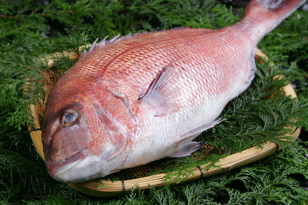 Red Seabream G/D 500/800 /kg Gross Weight by weight | 红鲷鱼 500/800 /kg 含冰 毛重 称重
