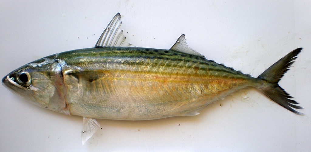 Star Pride INDIAN Mackerel 2/4 PCS 1kg | Star Pride 印度鲭鱼 2/4 pcs 1kg