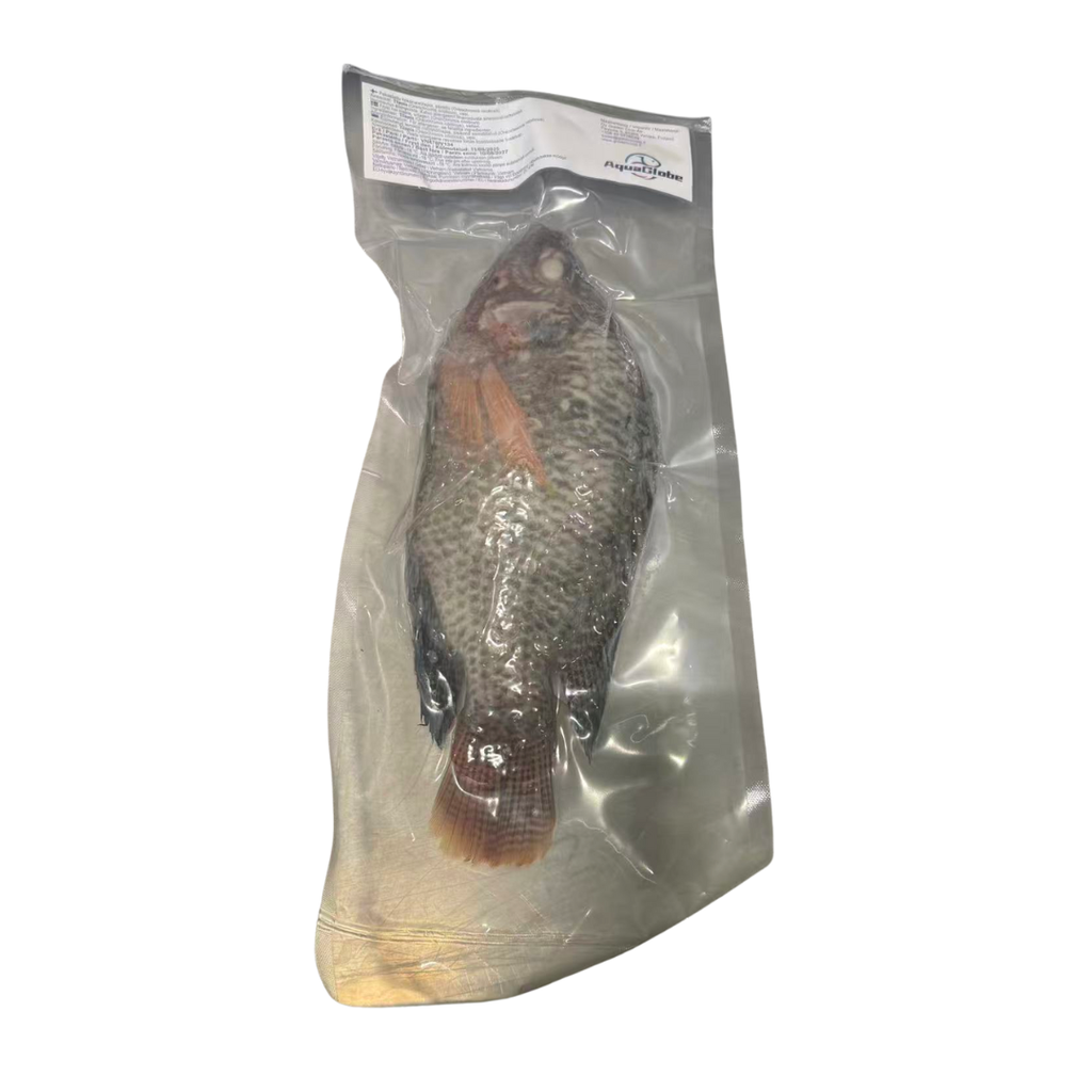 AquaGlobe Whole Black Tilapia G&S 500-800g/pc IQF /kg Gross Weight by Weight | AquaGlobe 黑色罗非鱼 去鳞去内脏/kg 含冰 毛重 称重