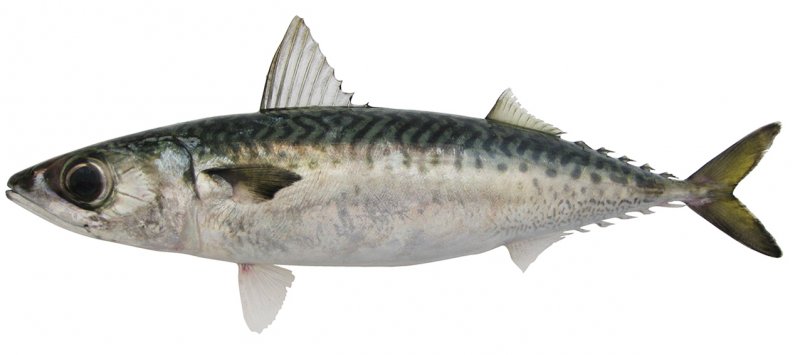 Atlantin makrilli 450/600 Myydään painon mukaan / kg | Star Pride 大西洋鲭鱼 450/600g 称重/kg