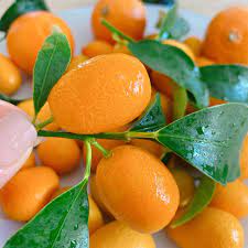 Kumquats 250G/unit | 新鲜 金桔 250G/unit