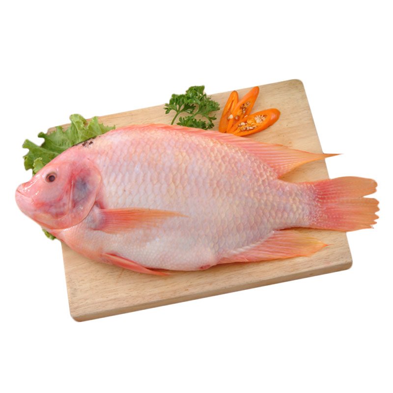 Punainen Tilapia G&S Brutto paino 750 g+ /kg | 红色罗非鱼 750g+ /kg 含冰 毛重 称重