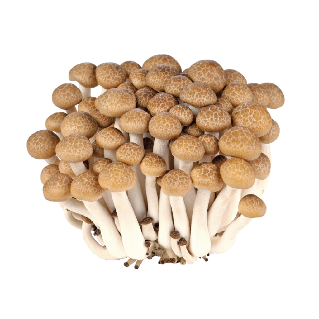 新鲜 蟹味菇 150g | Fresh Brown Beech Mushroom (Shimeji) 150g