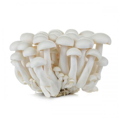 Fresh White Beech Mushroom (Shimeji) 150g | 新鲜 白玉菇 150g