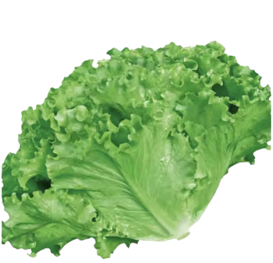 广东生菜 kg | Guangdong Lettuce kg
