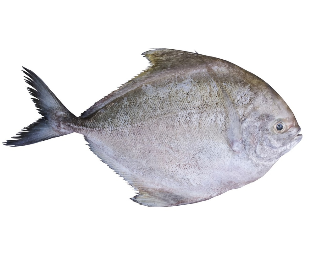 Black Pomfret 1kg | 鲳鱼 1kg