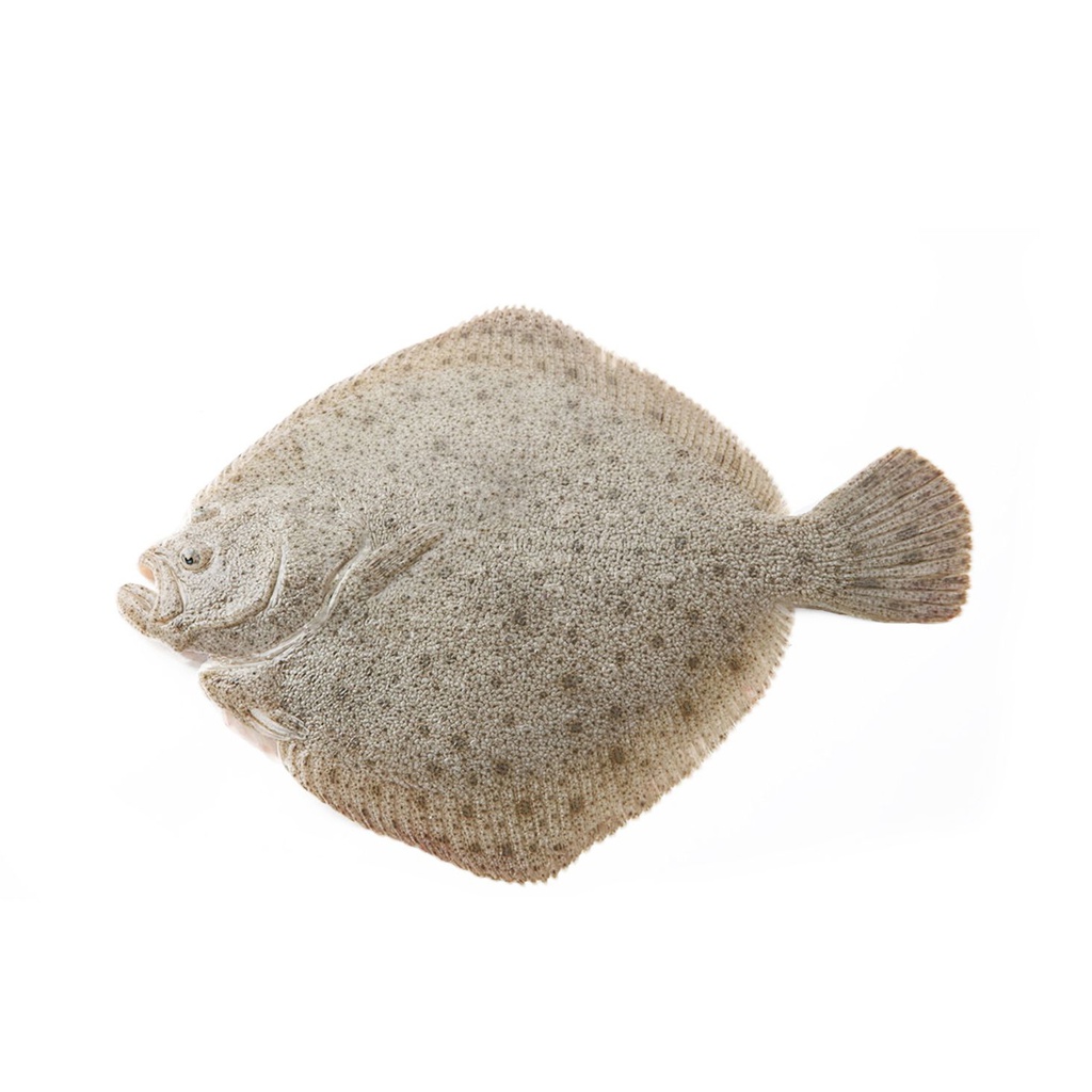 冰冻 多宝鱼 1kg | Frozen Turbot 1kg