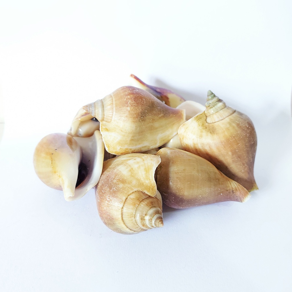 Cooked Conch 1kg | 熟海螺 1KG
