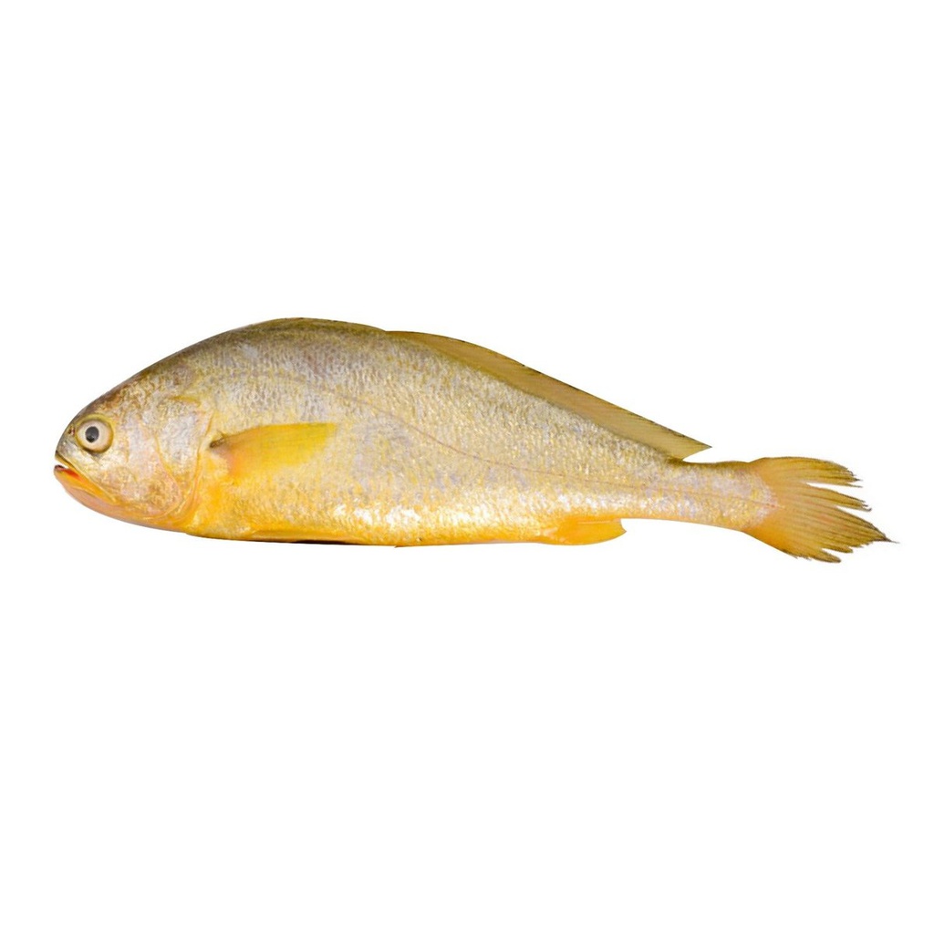 大黄鱼 500g | Big Yellow Croaker 500g