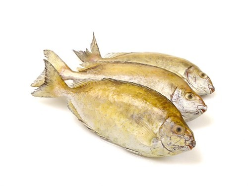 爪哇篮子鱼/白肚鱼 1kg