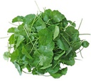 泰 雷公根 100g/包 | TH Pennywort Leaf 100g/PKT