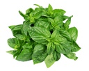 新鲜 圣罗勒 100g/把 | TH Krapao Leaf / Holy Basil 100g /PKT