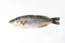 Seabass /kg Gross Weight by weight | 海鲈鱼 /kg 含冰 毛重 称重