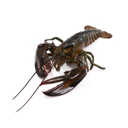 [10033] 新鲜龙虾(500-600g) / kg | Fresh Canadian lobster/kg