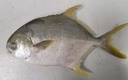 JONA 金鲳鱼 /kg 称重 | JONA Golden Pomfret 500/600 /kg by weight