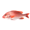 Frozen Red Snapper IWP Gross Weight by weight /kg | 冰冻 红鸡鱼/红狮鱼 含冰 毛重 称重 /kg