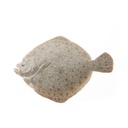 Frozen Turbot 1kg | 冰冻 多宝鱼 1kg